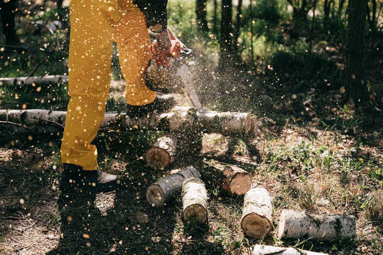 The Steps Involved in Our Tree Care Process in Peachtree Corners, GA